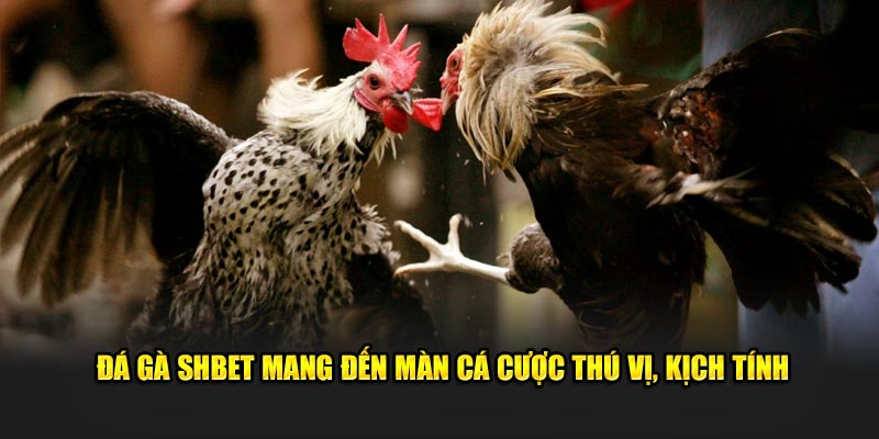 Đá gà SHBET mang đến màn cá cược thú vị, kịch tính